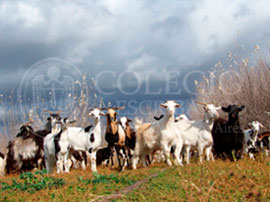 PRIMER PREMIO: PRADERA
